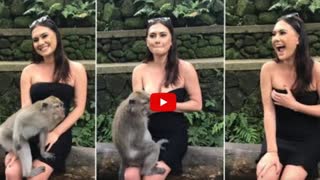 Шкодливые выходки обезьян