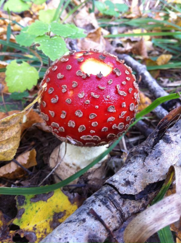 Андрей Евсюков фотография #28