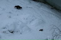 Анна Маркина фотография #33 (источник - https://vk.com/id1434636)