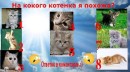 Сашунечка:) Дрозд фотография #7 (источник - https://vk.com/id83322451)