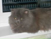 Фотография Арефьев Владимир