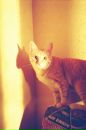 Фотография Котовой Алины