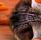 Ірина Шавель фотография #7 (источник - https://vk.com/id135135626)