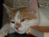 Severe Toy фотография #32 (источник - https://vk.com/id2681651)