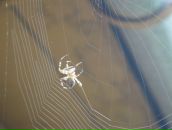 Фотография Курочкина Станислава