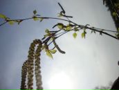 Фотография Кирьяновой Натальи