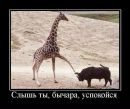 Олег Савельев фотография #31 (источник - https://vk.com/id1436599)