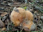 Оля Порадня фотография #41 (источник - https://vk.com/id78343014)