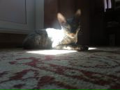 Фотография Миронова Александра