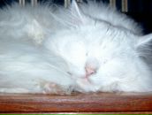 Фотография Таранцева Леонида