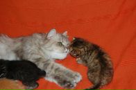 Кіріл Петрук фотография #44 (источник - https://vk.com/id2620559)