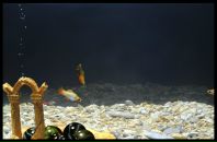 Віка Сивопляс фотография #14 (источник - https://vk.com/id125885607)