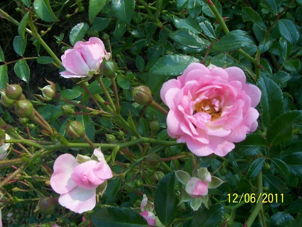 Olga Oconnell фото №3