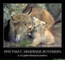 Алік Бєлаус фотография #39 (источник - https://vk.com/id163836353)