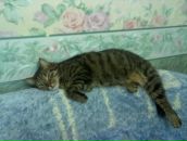 Фотография Святогоровой Валерии