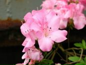 Alexey Dushen фотография #32 (источник - https://vk.com/id670180)