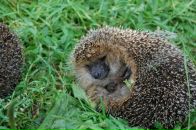 Алексей Рыбин фотография #37 (источник - https://vk.com/id283181)