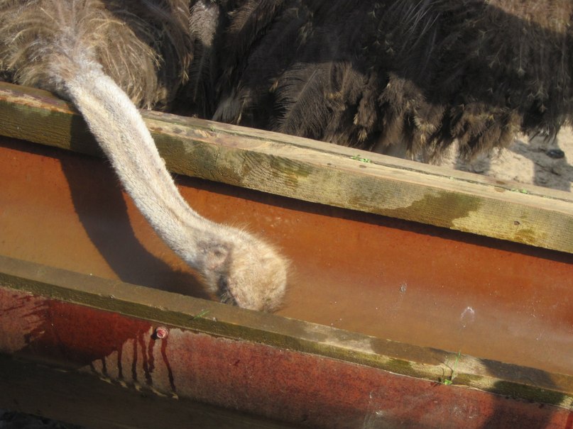 Наталья Гринёва фотография #34