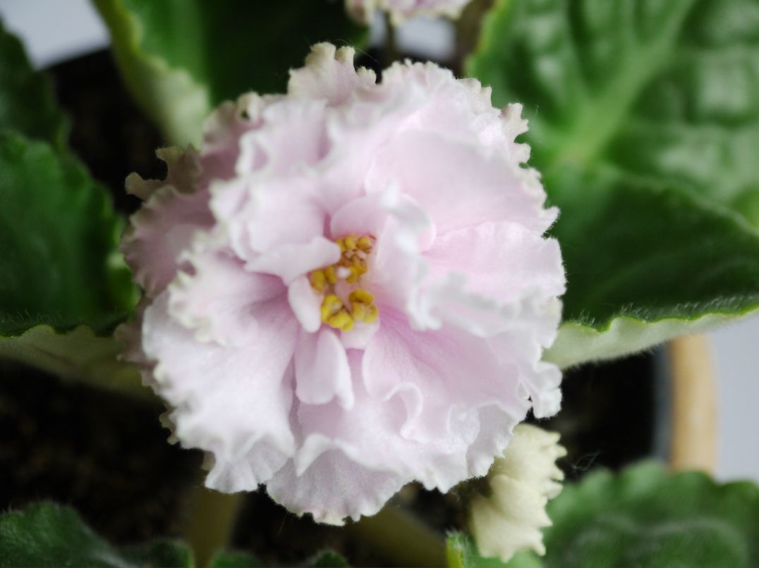 Олеся Горбачева фотография #46