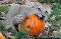 Майя Устенко фотография #8 (источник - https://vk.com/id887116)