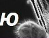 Іра Солтис фотография #18 (источник - https://vk.com/id139348216)