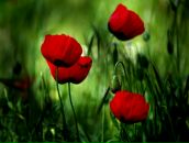 Іра Гудзій фотография #15 (источник - https://vk.com/id46904317)