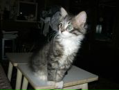 Фотография Скочигорова Алексея