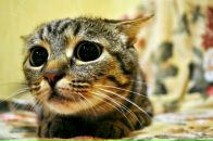 Фотография Мошкова Дмитрия