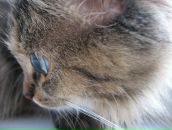 Анна Соболева фотография #2 (источник - https://vk.com/id389279)