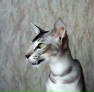 Фотография Синицы Ольги