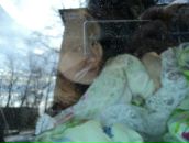 Фотография Макаровой Анастасии