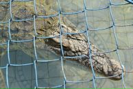 Оленка Неліпа фотография #42 (источник - https://vk.com/id18178915)