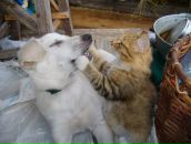 Іруся Свінтковська фотография #15 (источник - https://vk.com/id8590424)