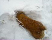 Петро Іванченко фотография #20 (источник - https://vk.com/id6889977)