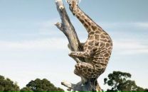 Фотография Гонсиоровского Сергея