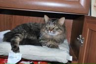 Фотография Кот Константин