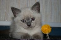 Фотография Максимовой Оксаны