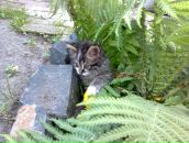 Лідусік Полтавець фотография #48 (источник - https://vk.com/id143020005)