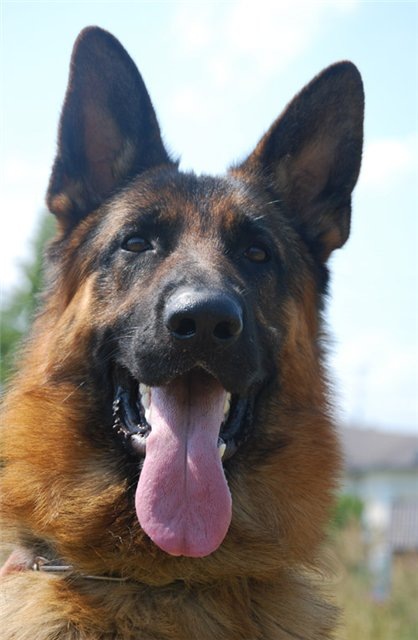 Санёк Лысенко фотография #19