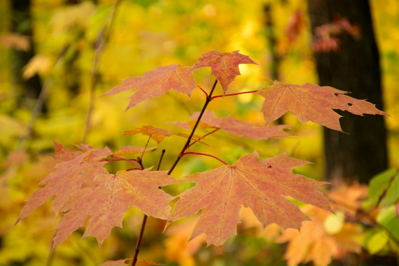 Дмитрий Клочков фотография #35