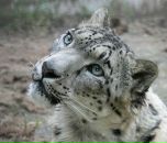 Фотография Шуклина Григория