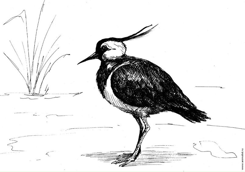 Иван Шарыгин фотография #32