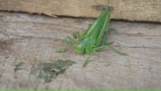 Дмитрий Крамарев фотография #33 (источник - https://vk.com/id274882)