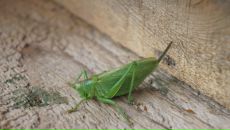 Дмитрий Крамарев фотография #32 (источник - https://vk.com/id274882)