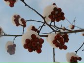 Фотография Жегловой Тамары