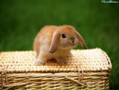 Рома Иванов фотография #27 (источник - https://vk.com/id6959940)