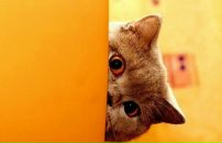 Фотография Хачатурян Яны