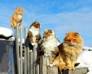 Фотография Рыжий Кот