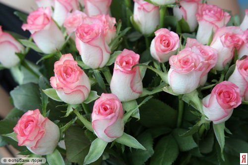 №19, Ibrahim Isa №19, Ibrahim Isa