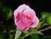 Фотография Базуевой Юлии